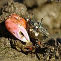 Polished Fiddler Crab (Tubuca polita) in Machans Beach<br />EOS 7D + SIGMA 180mm 2.8 APO MACRO